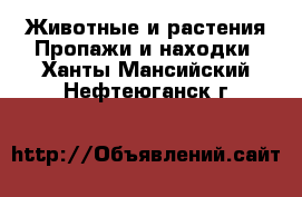 Животные и растения Пропажи и находки. Ханты-Мансийский,Нефтеюганск г.